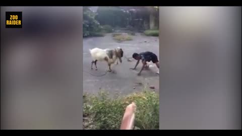 Raging Sheep Headbutts A Daredevil people