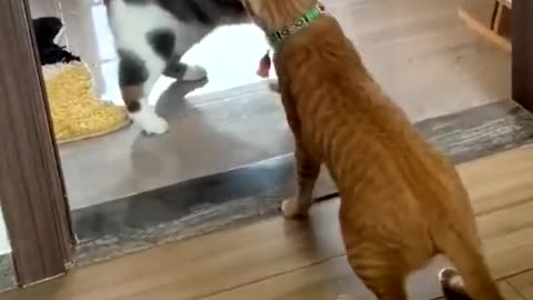 Funny cat's 🐈 fight