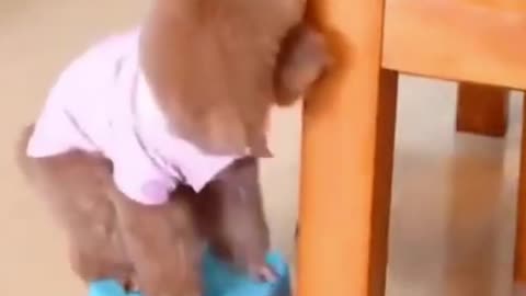 Smart little dog finds a way to get the food