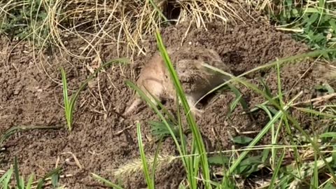 Pocket Gopher Did Not Expect The Shovel Invasion