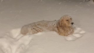 Selectively Deaf Doggy Sits in Deep Snow