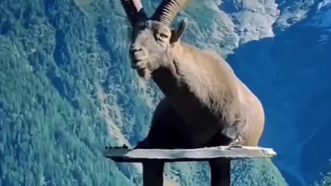 Alpine ibex