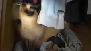 Cat in the closet