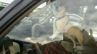Dog Lays On The Horn In A Parking Lot