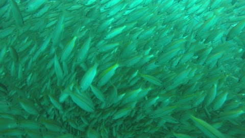 fishes underwater(sea) in thailnad