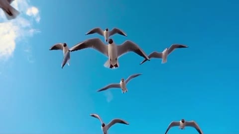 Soaring Through the Skies with Birds