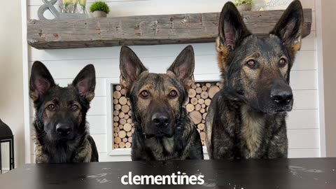 3 German Shepherds ASMR Part 1