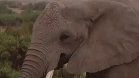 African elephants call each other and respond to individual names