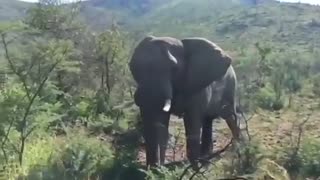 Arnold Schwarzenegger charged by elephant