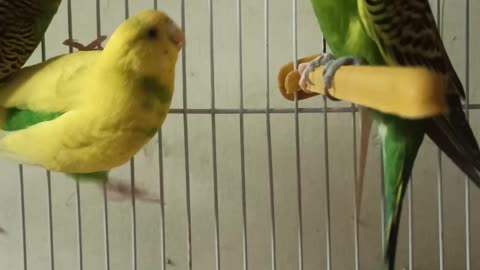 Parrot | Parrot love | parrot song