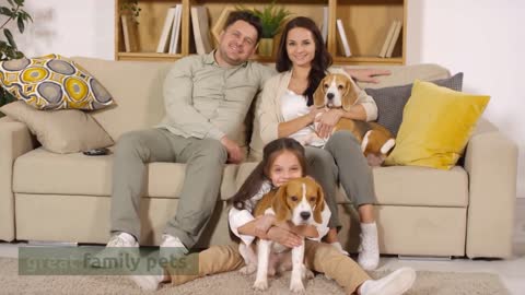 Top 5 Dogs Breeds For Families