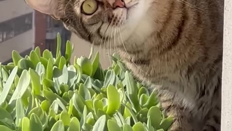Surveillance Cat || cute cat pet || cat funny video