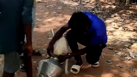 People save a dog from metal pots