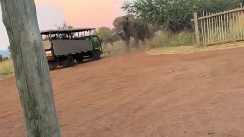 Bull Elephant Attacks Tourist Truck