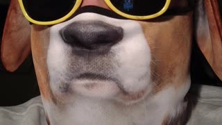 DMZ Dog Sings Ring Around the Rosie