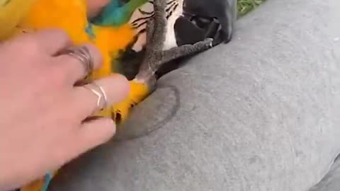 Smart And Funny Parrots Parrot Talking Videos Compilation (2023)