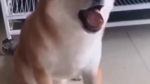 Dogs funny moments