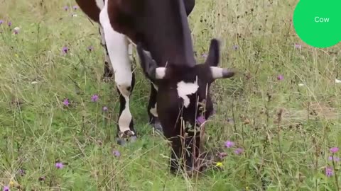 Cows grazing in the field I Cows moaning episode 1