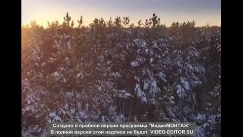 Winter forest in Russia