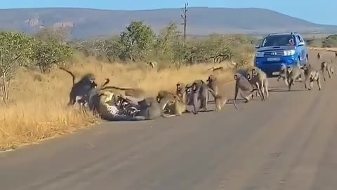 Group of monkeys attacked lion to defend each other