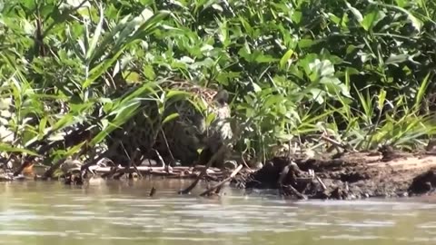 30 Interesting Animal Moments Filmed In The Amazon