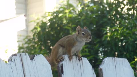 Cute Squirrel - Funny animal - Adorable