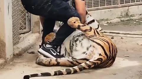 Bengal Tiger Attack😱😱