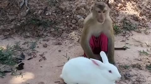 Very funny Video. Monkey Funny Video.