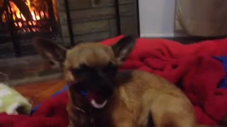 Chihuahua chews bubble gum?