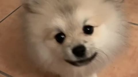 Pomeranian Puppy Knows Her Name