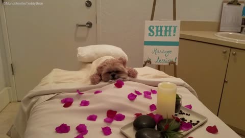 Munchkin the Teddy Bear enjoys day at the spa