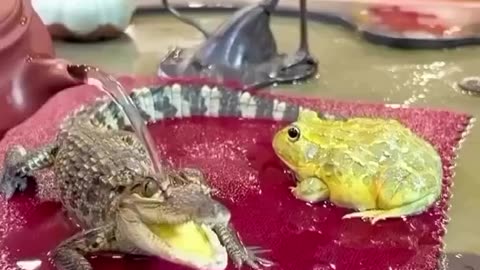 Kids enjoying summer bath