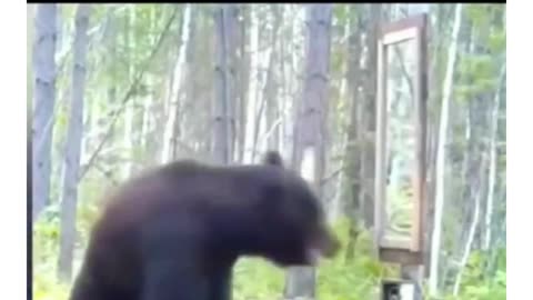 Oh no, it's a bear.!!!