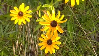 Black-eyed Susans