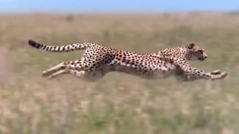 Oh, my God. Is that the speed of a cheetah?