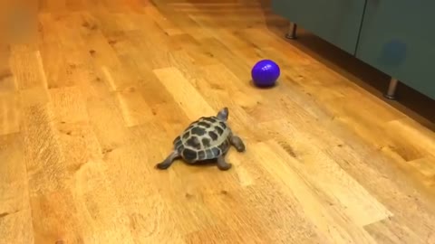 Turtles attack 2
