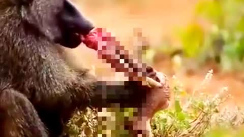 Baboon eats a baby impala 😥