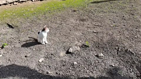I gave food to a hungry cat when it was full. This cat is so cute.