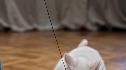 Playing bait with a cat