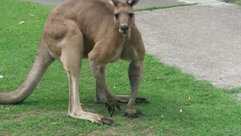 Big Friendly Kangaroo