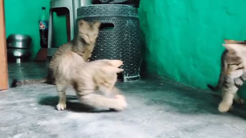 funny cat playing with her child