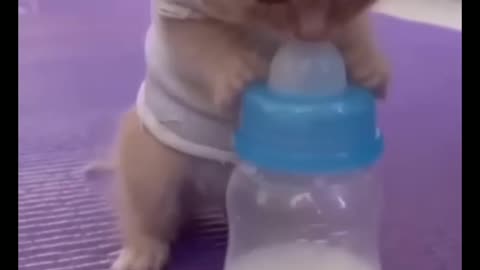 my cute cat tries to drink milk😘😘😘