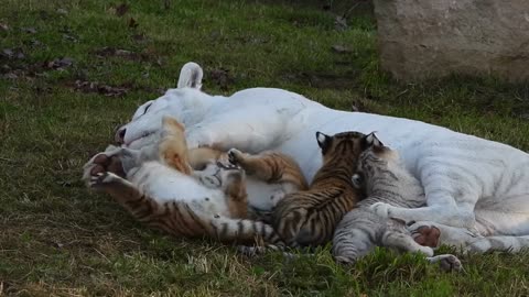 Mama Tiger Playing with her baby tigers