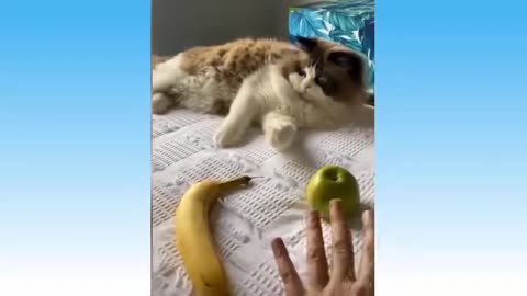 Compilation dogs and cats funny moment 😁😁