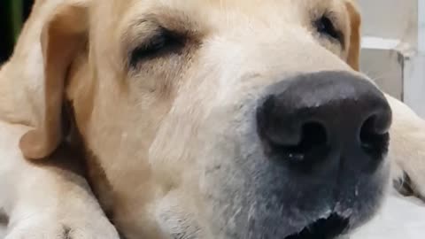 Dog licking nose slow motion video is cuteness overload