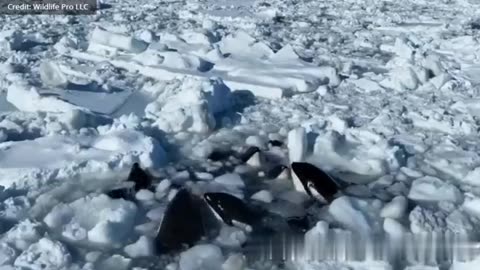At least 13 killer whales are trapped in ice in northern Japan