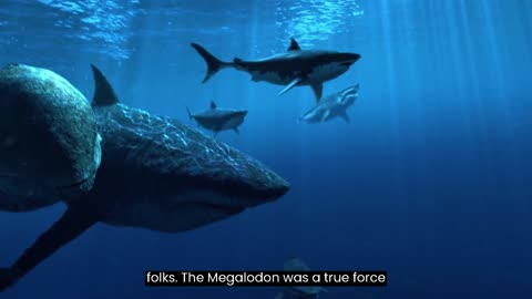 Fun Facts about Meg