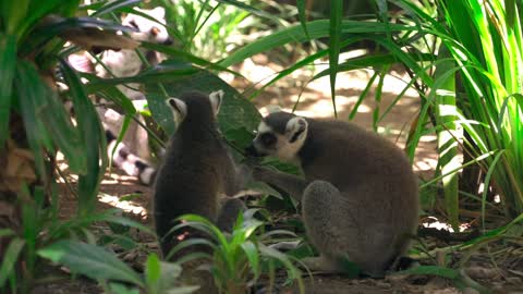 Group of Lemurs Eating Leaves Outdoors