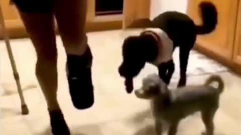 The End Funny Pet#funny #funnyvideos #animals #dog #cat #fyp #pet