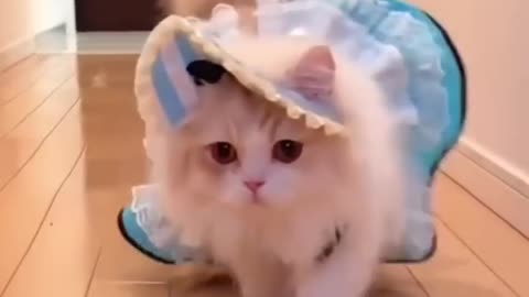 Funny Cat